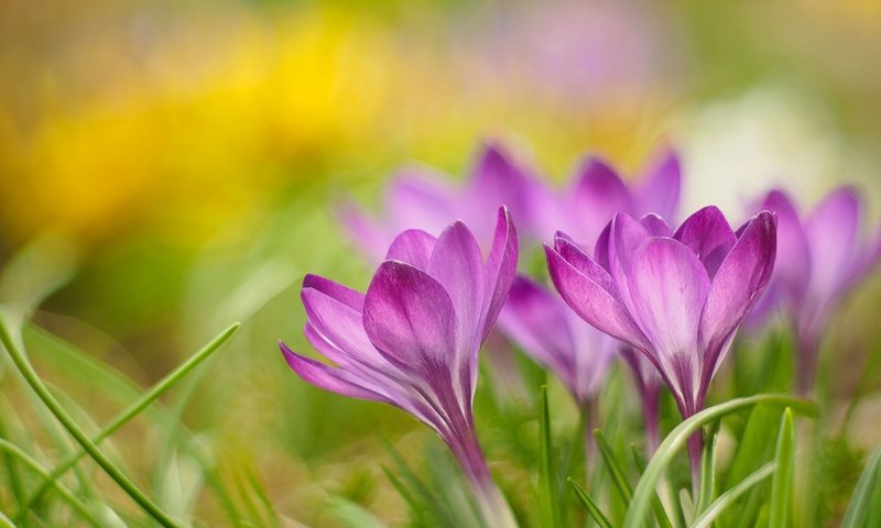Обои цветы, природа, лепестки, весна, крокус, flowers, nature, petals, spring, krokus разрешение 2048x1365 Загрузить