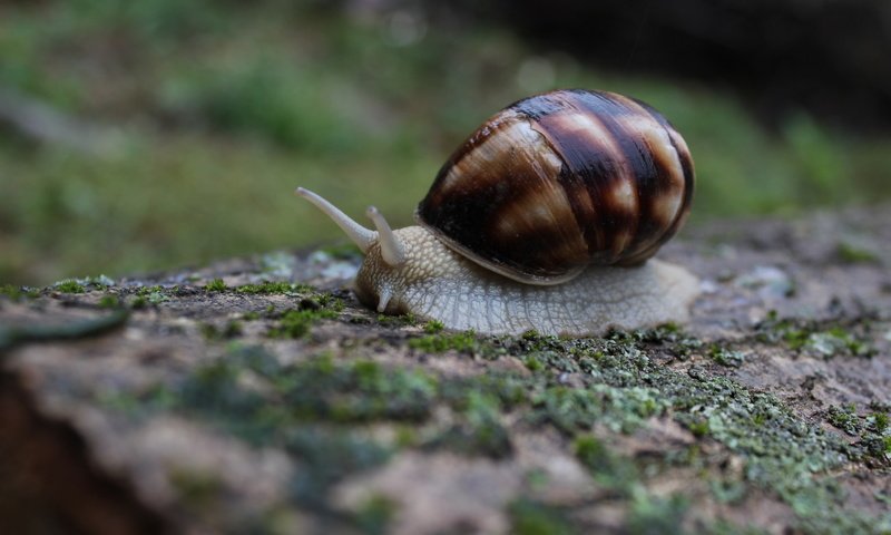 Обои природа, макро, моллюск, улитка, слизень, nature, macro, clam, snail, slug разрешение 5184x3456 Загрузить