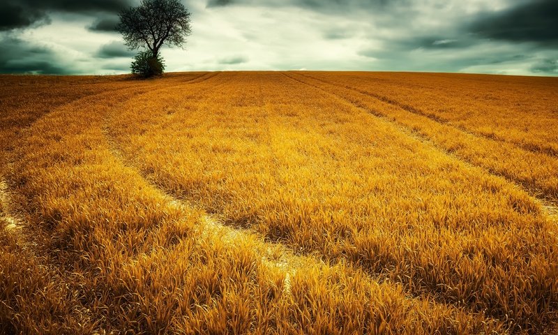 Обои небо, трава, облака, природа, дерево, пейзаж, поле, the sky, grass, clouds, nature, tree, landscape, field разрешение 2560x1587 Загрузить