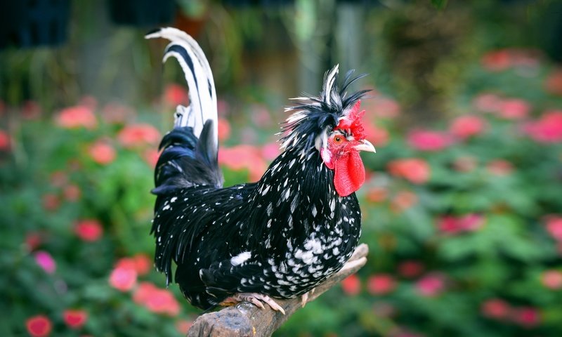 Обои птица, клюв, перья, красавец, петух, bird, beak, feathers, handsome, cock разрешение 7360x4912 Загрузить