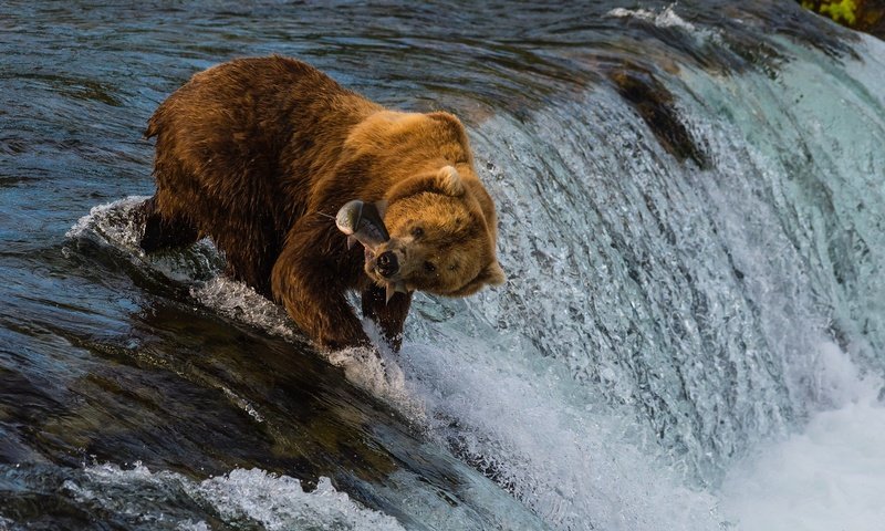 Обои река, медведь, поток, рыба, улов, river, bear, stream, fish, catch разрешение 2048x1364 Загрузить