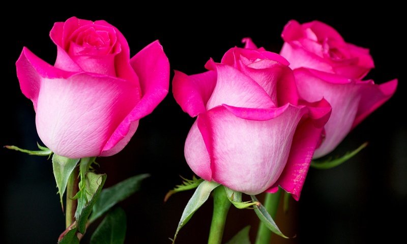 Обои цветы, бутоны, розы, лепестки, бутон, черный фон, розовый, flowers, buds, roses, petals, bud, black background, pink разрешение 1920x1278 Загрузить