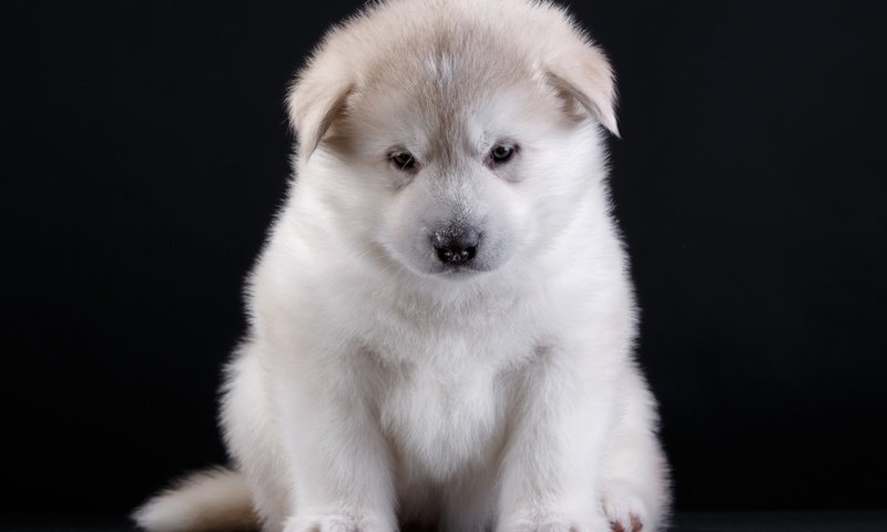 Обои глаза, мордочка, взгляд, собака, щенок, порода, акита, eyes, muzzle, look, dog, puppy, breed, akita разрешение 3000x2072 Загрузить