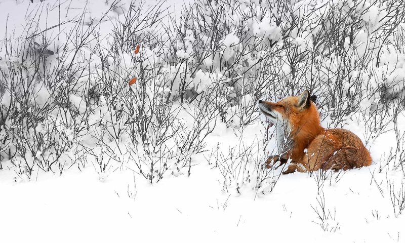 Обои снег, зима, лиса, лисица, канада, snow, winter, fox, canada разрешение 1920x1080 Загрузить
