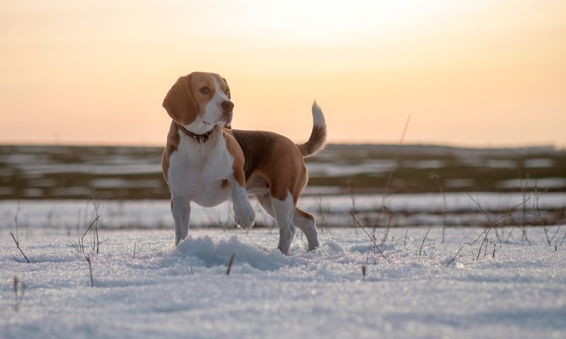 Обои глаза, снег, зима, мордочка, поле, взгляд, собака, бигль, eyes, snow, winter, muzzle, field, look, dog, beagle разрешение 3840x2689 Загрузить