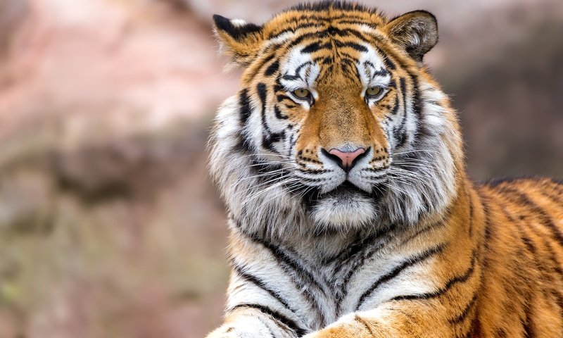 Обои тигр, глаза, морда, взгляд, хищник, большая кошка, tiger, eyes, face, look, predator, big cat разрешение 2560x1707 Загрузить