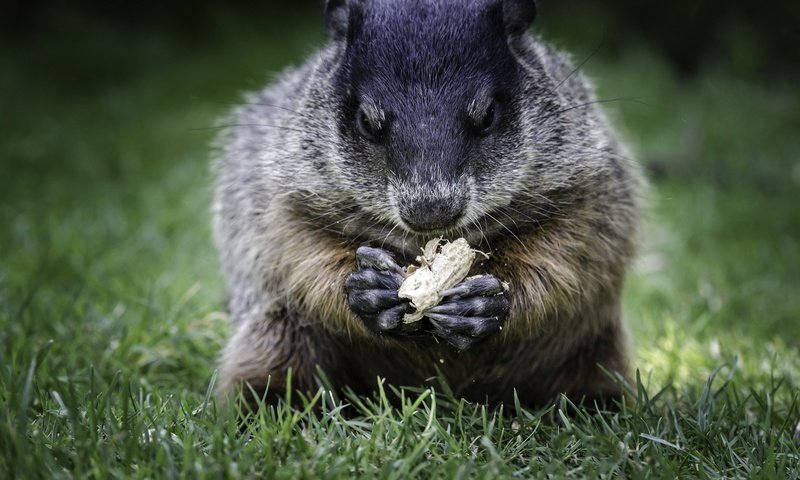 Обои трава, животное, орех, сурок, боке, grass, animal, walnut, marmot, bokeh разрешение 2048x1356 Загрузить