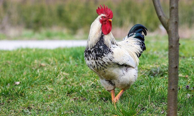 Обои трава, птица, хвост, петух, grass, bird, tail, cock разрешение 2048x1280 Загрузить