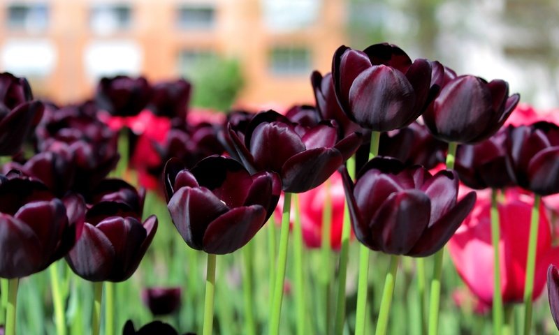 Обои цветы, весна, тюльпаны, dark tulips, flowers, spring, tulips разрешение 3000x1982 Загрузить