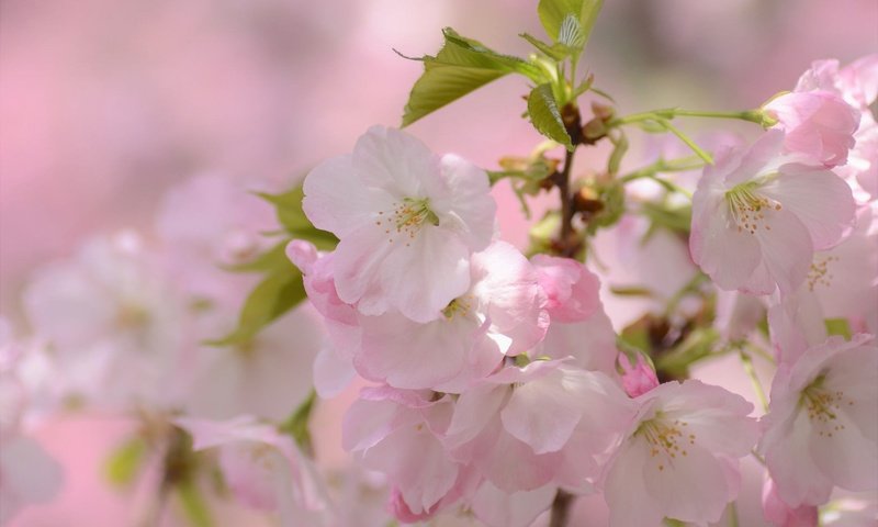 Обои ветка, цветение, макро, весна, вишня, сакура, цветки, branch, flowering, macro, spring, cherry, sakura, flowers разрешение 2048x1356 Загрузить