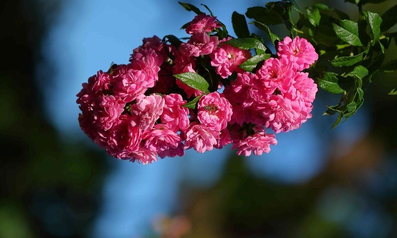 Обои цветы, ветка, макро, шиповник, цветки, flowers, branch, macro, briar разрешение 2048x1489 Загрузить