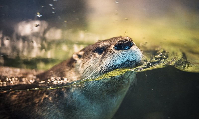 Обои вода, мордочка, животное, выдра, water, muzzle, animal, otter разрешение 2048x1366 Загрузить