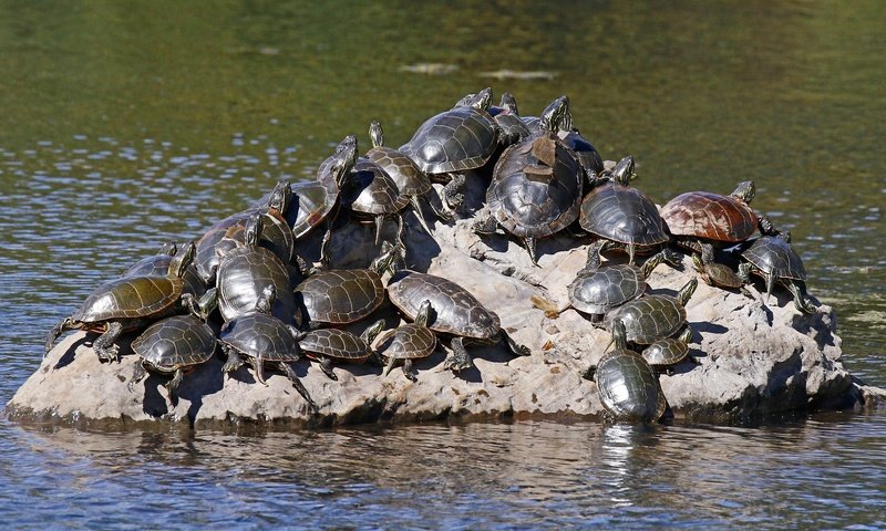 Обои вода, природа, черепаха, камень, черепахи, пресмыкающиеся, water, nature, turtle, stone, turtles, reptiles разрешение 2048x1365 Загрузить