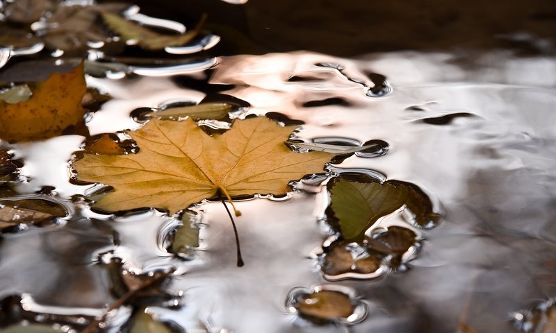Обои вода, природа, осень, лист, кленовый лист, лужа, water, nature, autumn, sheet, maple leaf, puddle разрешение 2048x1367 Загрузить
