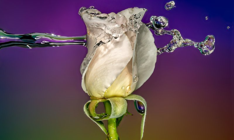 Обои вода, sophiaspurgin, фон, цветок, капли, роза, бутон, всплеск, белая, water, background, flower, drops, rose, bud, splash, white разрешение 3813x2542 Загрузить