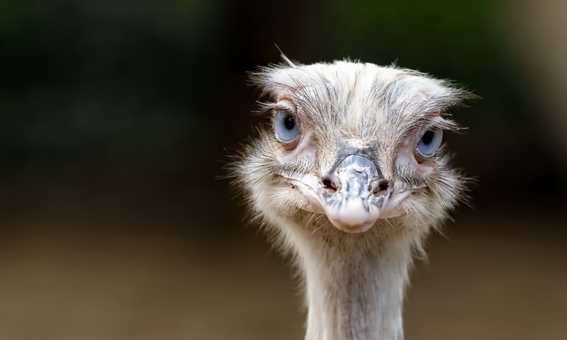 Обои глаза, фон, взгляд, птица, клюв, страус, eyes, background, look, bird, beak, ostrich разрешение 1920x1124 Загрузить