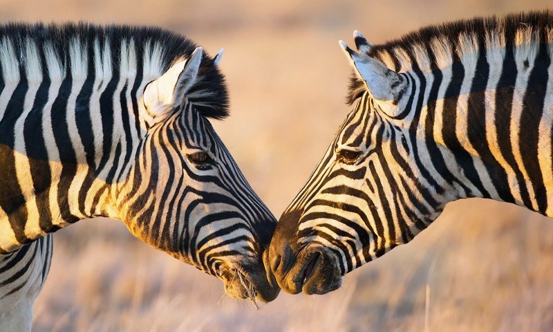 Обои зебра, животные, африка, зебры, zebra, animals, africa разрешение 1920x1200 Загрузить