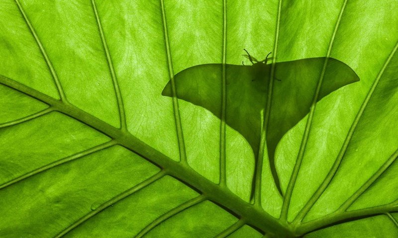 Обои насекомое, бабочка, лист, силуэт, павлиноглазка, insect, butterfly, sheet, silhouette, emperor moth разрешение 1920x1080 Загрузить