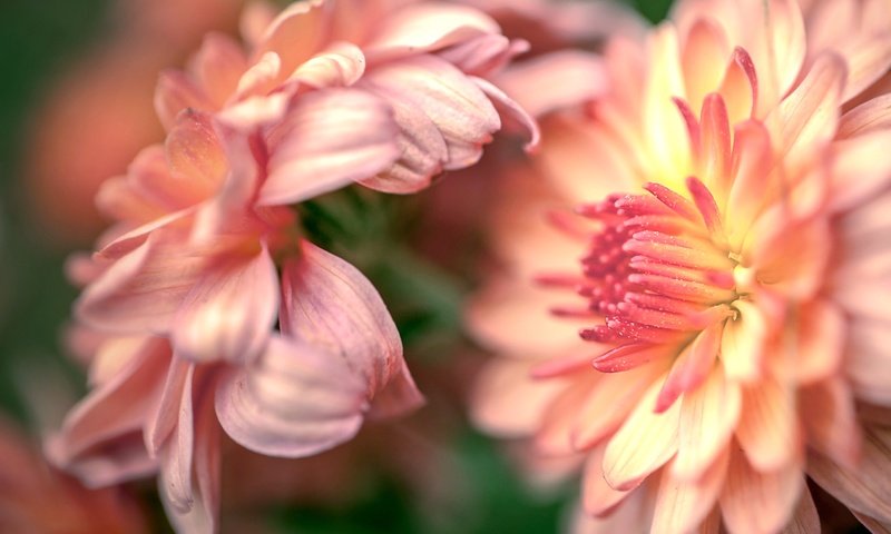 Обои бутоны, макро, цветок, лепестки, хризантемы, buds, macro, flower, petals, chrysanthemum разрешение 2554x1600 Загрузить