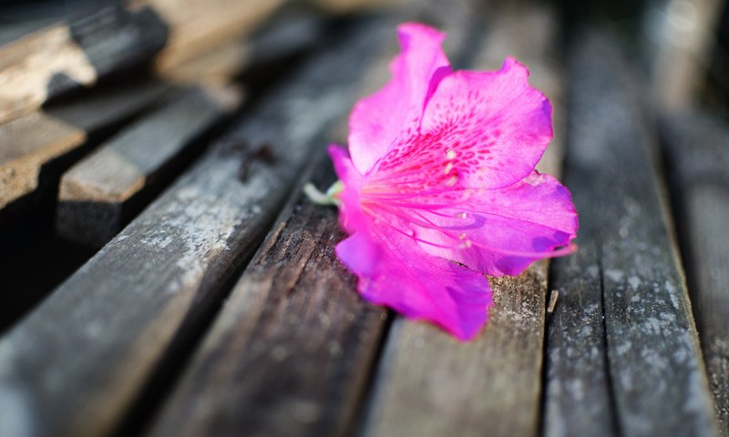 Обои цветок, лепестки, лежит, бутон, скамейка, розовый, flower, petals, lies, bud, bench, pink разрешение 2048x1356 Загрузить