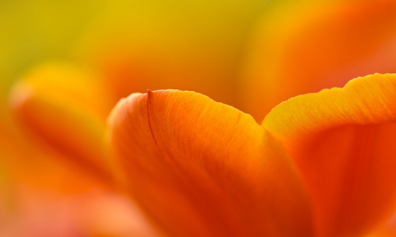 Обои желтый, цветок, лепестки, тюльпан, yellow, flower, petals, tulip разрешение 2048x1367 Загрузить