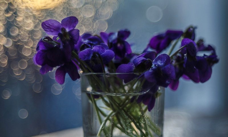 Обои цветы, букет, ваза, фиалки, flowers, bouquet, vase, violet разрешение 4895x3242 Загрузить