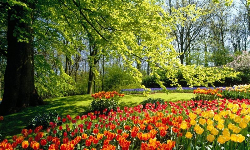 Обои цветы, деревья, лес, парк, поляна, тюльпаны, flowers, trees, forest, park, glade, tulips разрешение 1920x1200 Загрузить