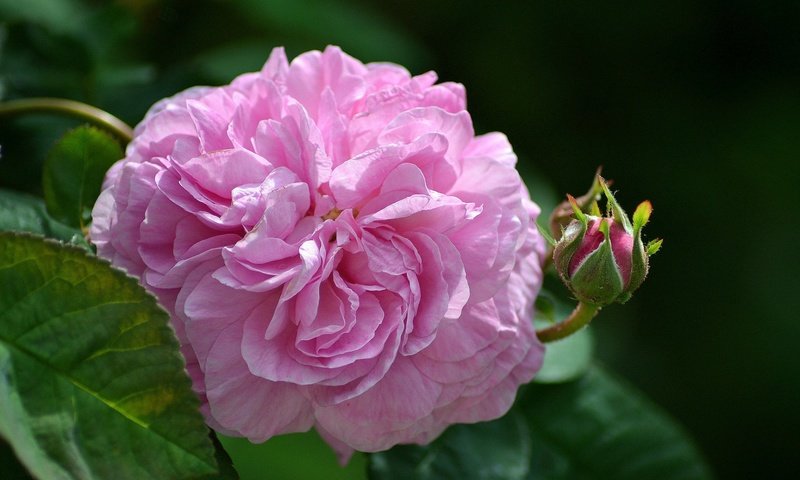 Обои цветы, листья, роза, бутон, розовый, flowers, leaves, rose, bud, pink разрешение 1920x1200 Загрузить