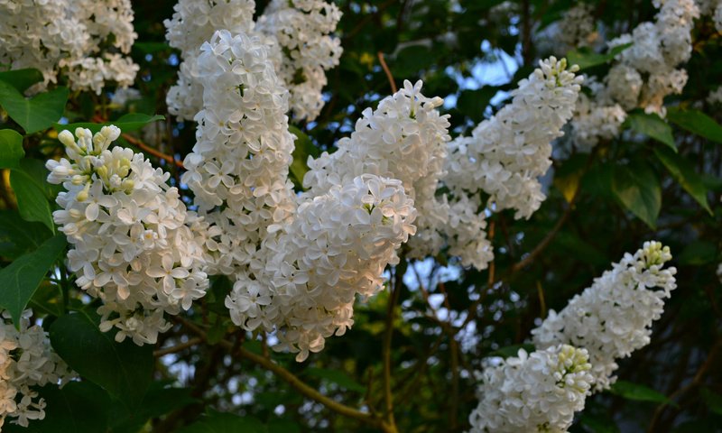 Обои цветы, цветение, весна, белая, сирень, flowers, flowering, spring, white, lilac разрешение 2048x1365 Загрузить