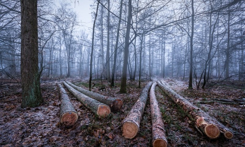 Обои деревья, лес, зима, иней, бревна, trees, forest, winter, frost, logs разрешение 2048x1365 Загрузить