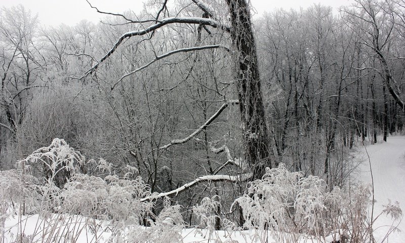 Обои деревья, снег, лес, зима, ветки, мороз, trees, snow, forest, winter, branches, frost разрешение 2560x1707 Загрузить