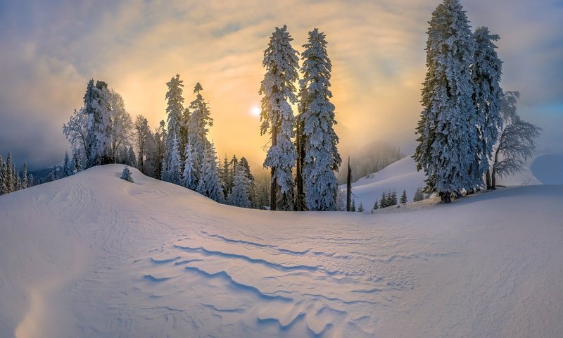 Обои деревья, снег, зима, елки, сугробы, trees, snow, winter, tree, the snow разрешение 1920x1313 Загрузить