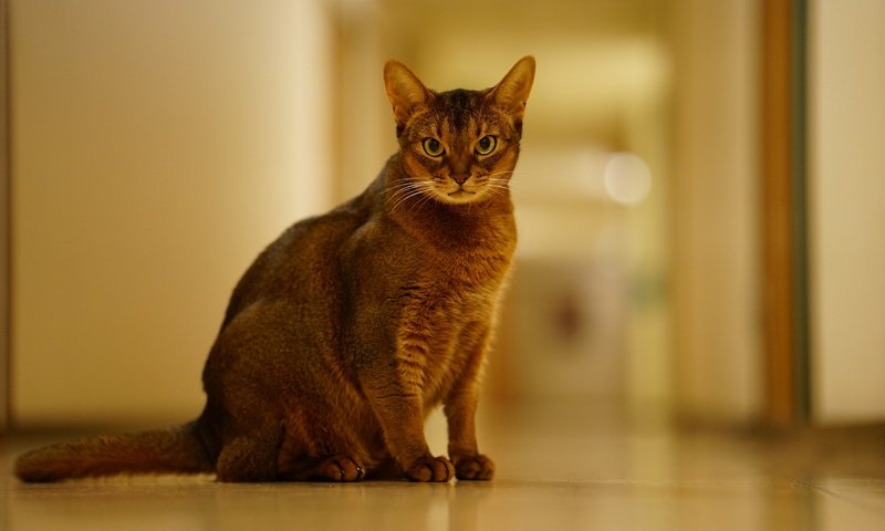 Обои фон, кошка, взгляд, животное, абиссинская, background, cat, look, animal, abyssinian разрешение 2555x1600 Загрузить