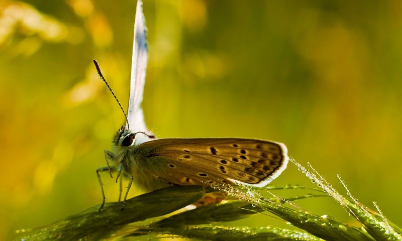 Обои глаза, насекомое, капли, бабочка, колоски, усики, eyes, insect, drops, butterfly, spikelets, antennae разрешение 2560x1600 Загрузить