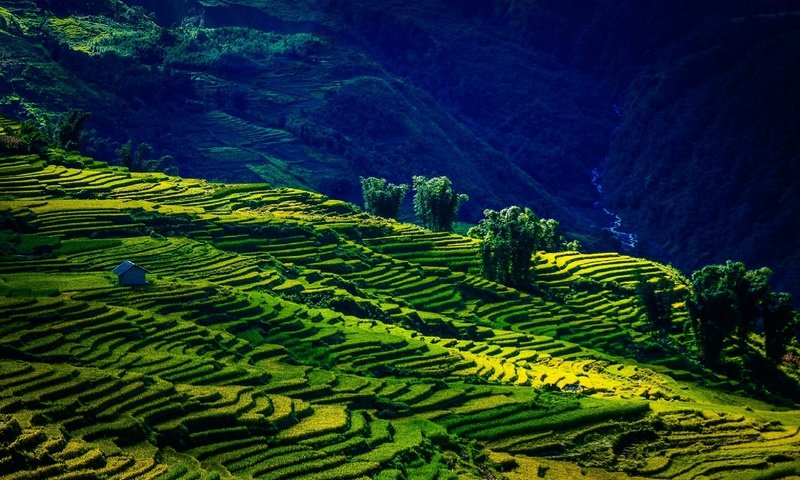 Обои горы, поля, лето, вьетнам, mountains, field, summer, vietnam разрешение 2560x1619 Загрузить