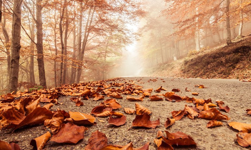 Обои деревья, листья, парк, осень, тропа, trees, leaves, park, autumn, trail разрешение 1920x1080 Загрузить