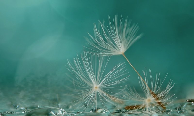 Обои макро, фон, капли, одуванчик, семена, пушинки, былинки, macro, background, drops, dandelion, seeds, fuzzes, blade разрешение 2560x1667 Загрузить