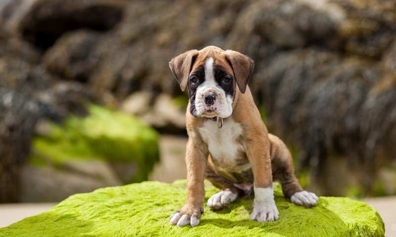 Обои морда, лапы, взгляд, собака, щенок, боксер, face, paws, look, dog, puppy, boxer разрешение 2560x1661 Загрузить