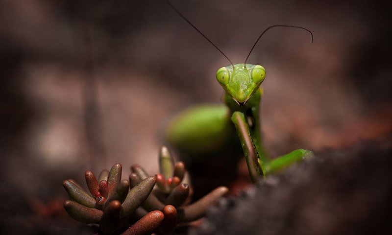 Обои насекомое, растение, усики, богомол, insect, plant, antennae, mantis разрешение 1920x1200 Загрузить