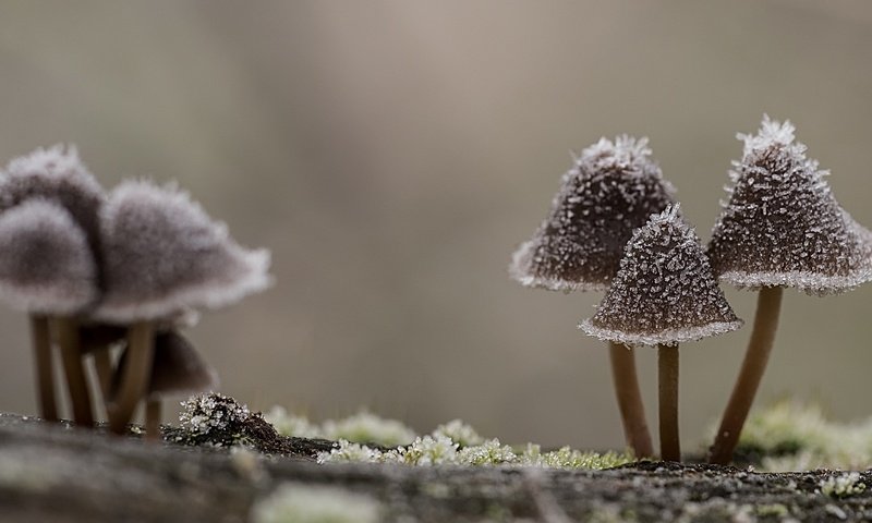 Обои природа, макро, иней, грибы, шляпки, nature, macro, frost, mushrooms, hats разрешение 2560x1440 Загрузить