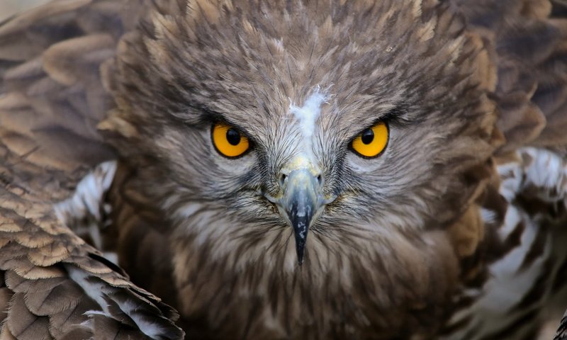 Обои природа, орел, птица, клюв, перья, nature, eagle, bird, beak, feathers разрешение 2560x1440 Загрузить