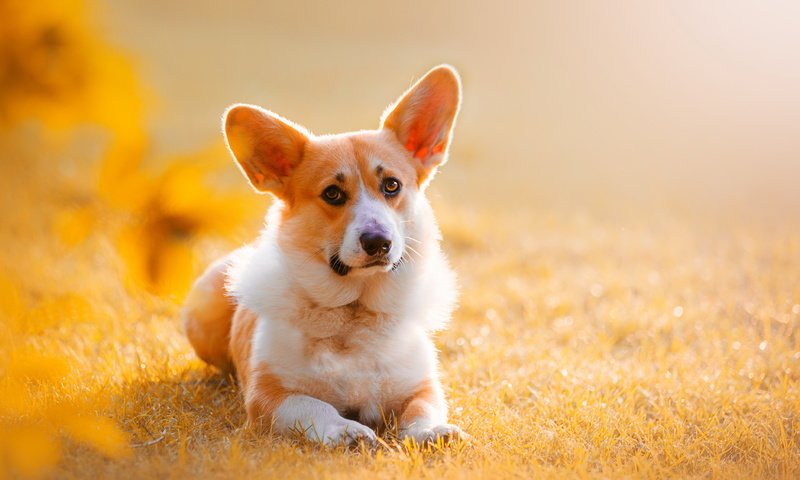 Обои природа, взгляд, собака, друг, уши, вельш-корги, корги, nature, look, dog, each, ears, welsh corgi, corgi разрешение 2749x1748 Загрузить