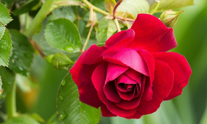 Обои цветок, капли, роза, лепестки, красная, flower, drops, rose, petals, red разрешение 2048x1311 Загрузить