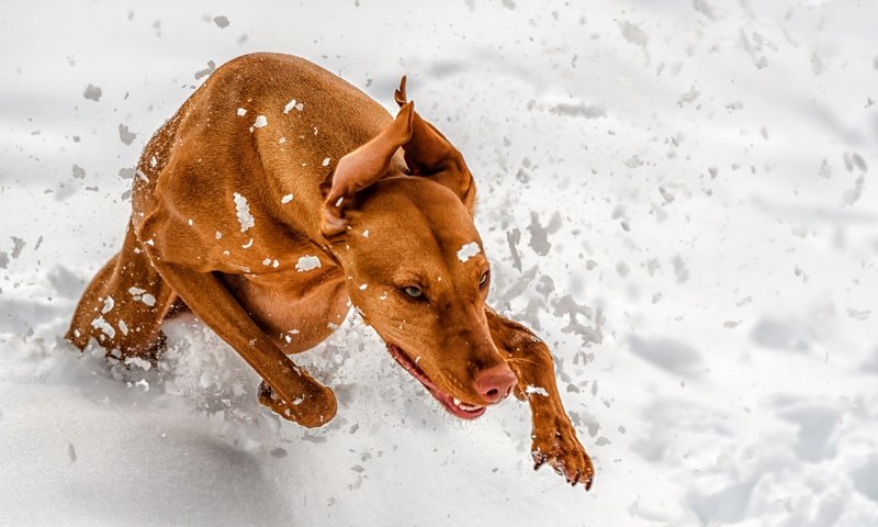 Обои снег, зима, лапы, собака, уши, бег, венгерская выжла, snow, winter, paws, dog, ears, running, vizsla разрешение 2560x1707 Загрузить