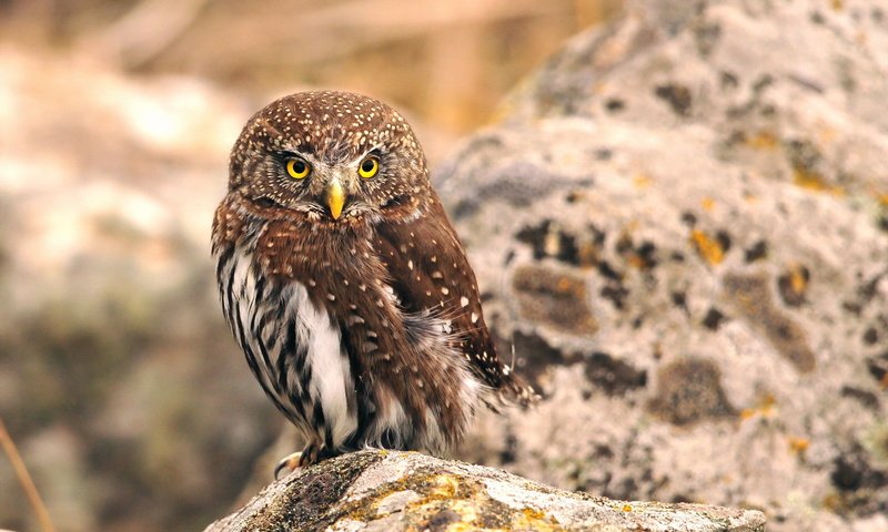 Обои сова, природа, птица, клюв, перья, owl, nature, bird, beak, feathers разрешение 1920x1200 Загрузить