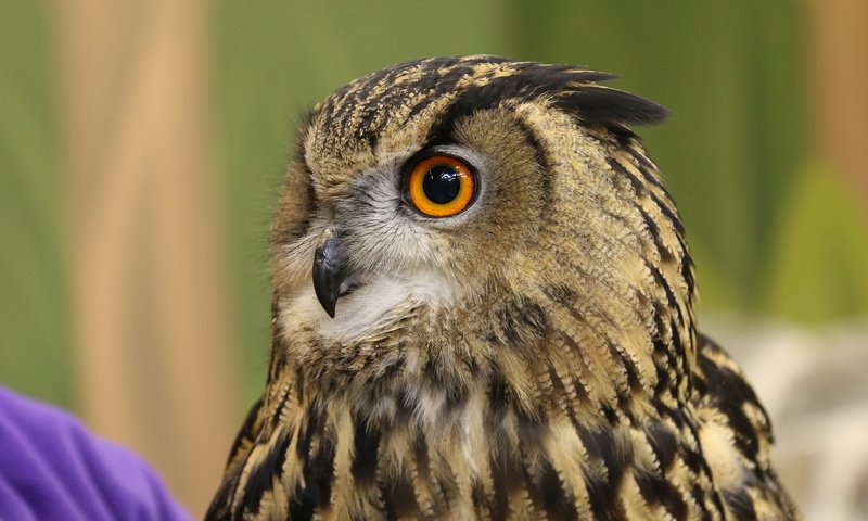 Обои сова, взгляд, птица, клюв, перья, owl, look, bird, beak, feathers разрешение 2048x1365 Загрузить