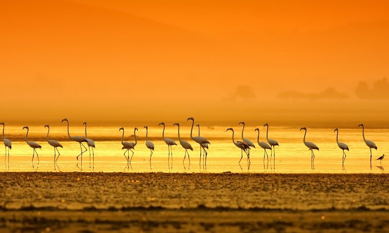 Обои вечер, берег, закат, фламинго, птицы, the evening, shore, sunset, flamingo, birds разрешение 1920x1080 Загрузить
