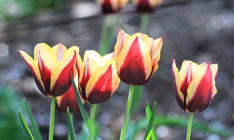 Обои цветы, весна, тюльпаны, flowers, spring, tulips разрешение 3840x2160 Загрузить