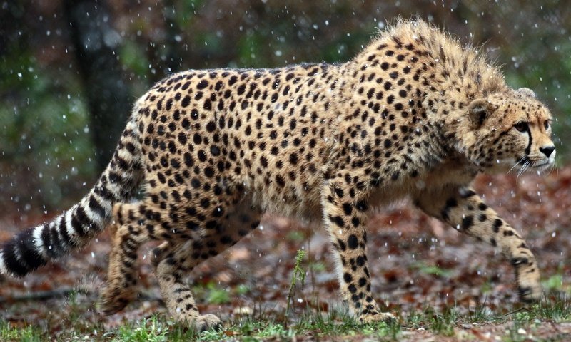Обои взгляд, хищник, большая кошка, охота, гепард, наблюдение, look, predator, big cat, hunting, cheetah, observation разрешение 2560x1594 Загрузить