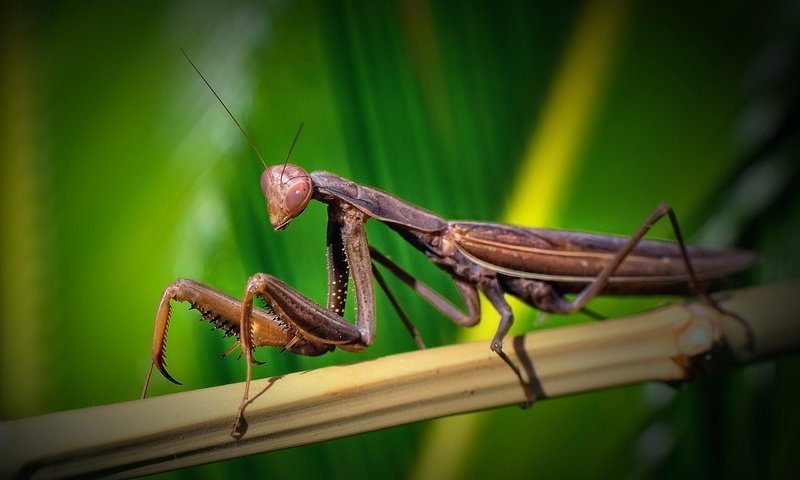 Обои зелень, макро, насекомое, бамбук, богомол, greens, macro, insect, bamboo, mantis разрешение 2560x1600 Загрузить